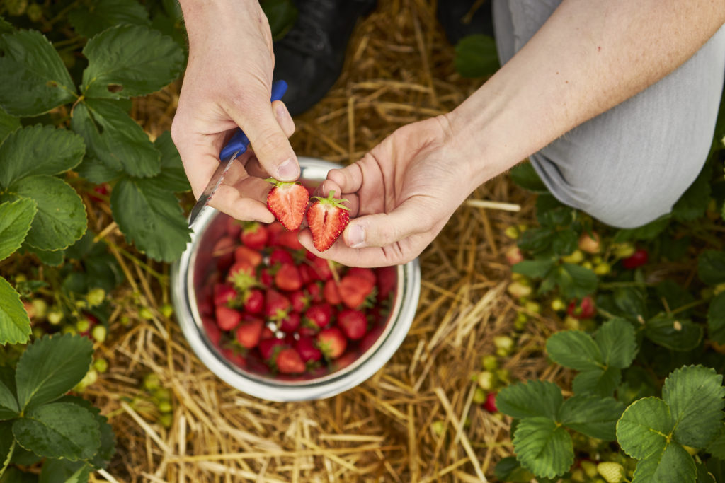 Frisch geerntete Erdbeeren
